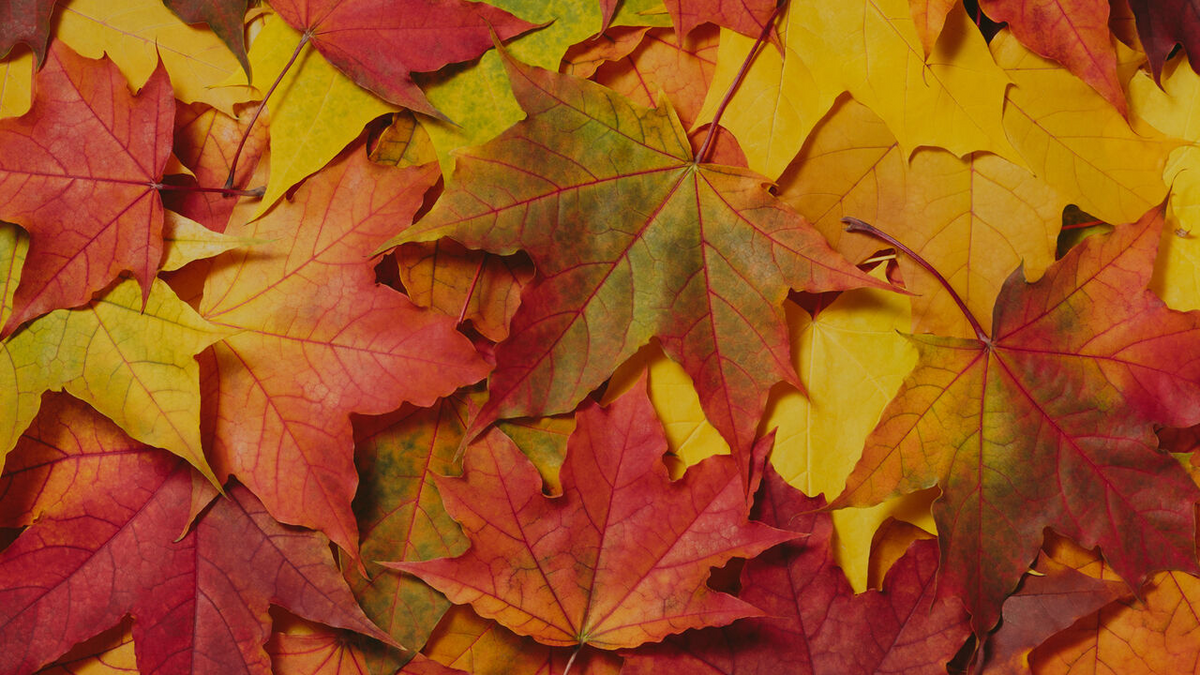 Fall's in the works